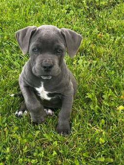 Cane corso