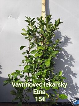 Vavrínovec lekársky NOVITA 5€