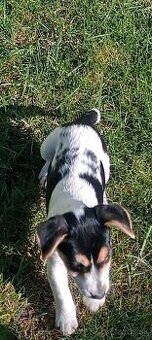 Jack - 1