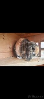 Darujeme zakrsleho kralicka