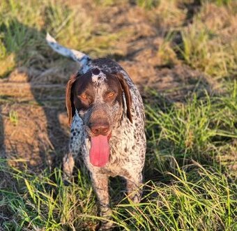 Poľovne upotrebitelný pes