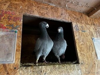 Predám nemecke výstavné holuby
