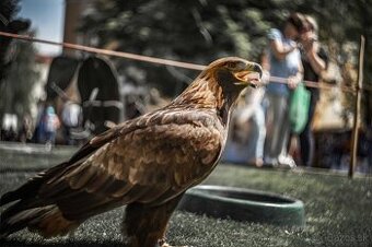 Helios 44M-5 58mm f2, záv. M42