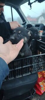 Nemecký ovčiak - 1