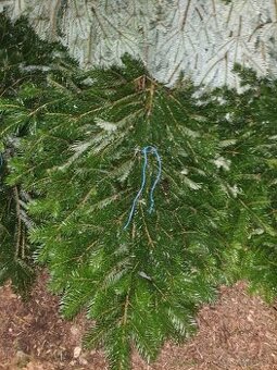 konáre borovice Nordmannovej