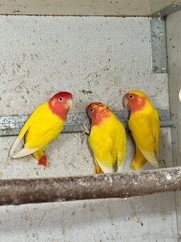 Pár Agapornis ruzovohrdly citronovy