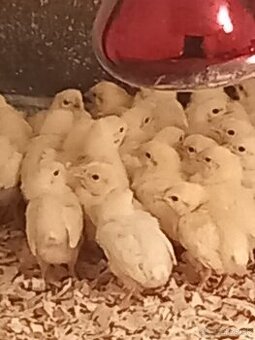 Leghorn