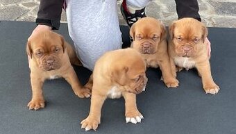 Bordo doga Dogue de Bordeaux