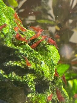 Krevetky ⭐️Red cherry⭐️