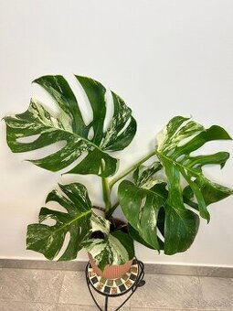 Monstera Deliciosa Albo variegata