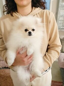 Pomeranian