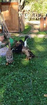 Indicky bezec - káčer