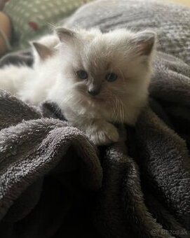 Ragdoll mačiatka na predaj bez pp