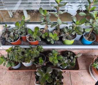 Predám tučnolisty a asparágus