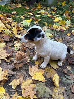 Jack russel teriér