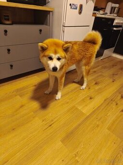 Darujem Akita inu - 1