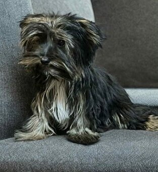 Yorkshirsky teriér, Yorkshire, Biewer