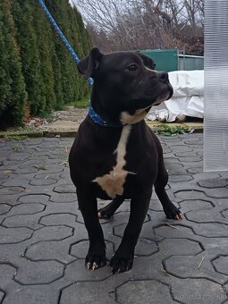 J&K bullys "ponúkame na predaj American bully XL