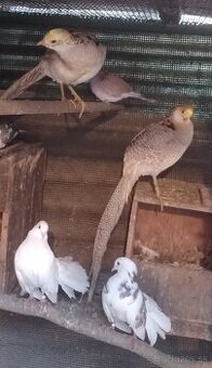 Predám bažantov zlatožltých: