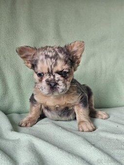 Francúzsky buldoček fenka fluffy blue merle tan, modra
