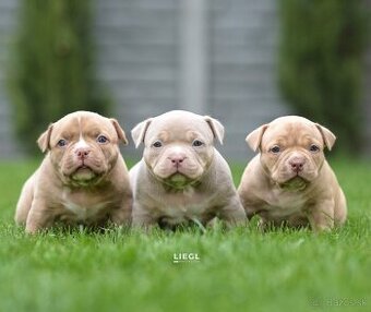American bully s PP