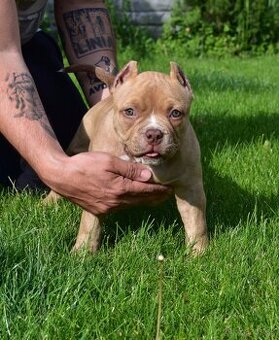 American bully s PP