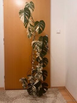 Monstera albo