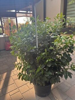 Prunus - živý plot