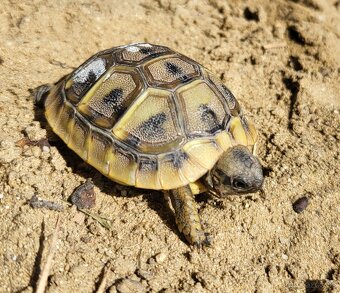 Suchozemska korynacka Testudo Hermanni