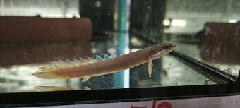 Polypterus senegalus Bichir