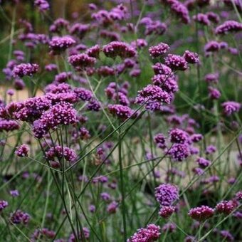 Verbena,Železník argentinsky