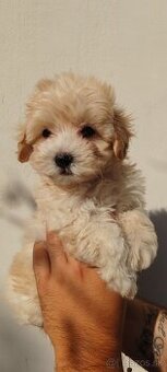Malé dievčatká Micro Maltipoo