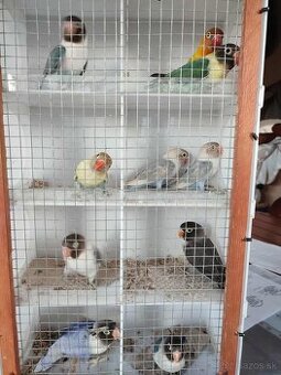 Agapornis škraboškový