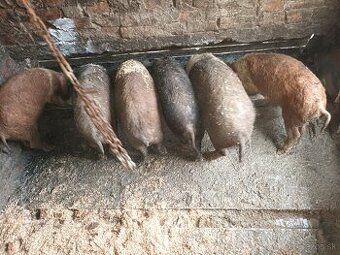 Odstavčata prešticka x duroco