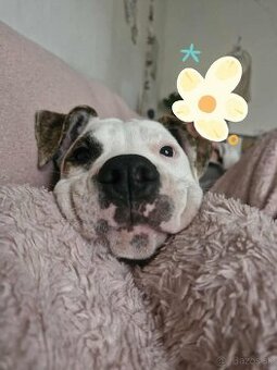 Amstaff fenka
