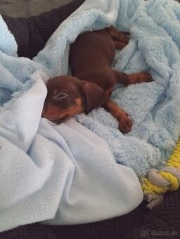 Trpasličí jazvečík