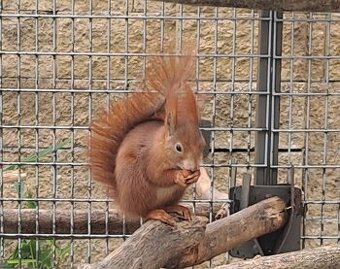 Veverička obyčajná 1,0