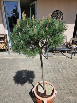 Borovica čierna Brepo
