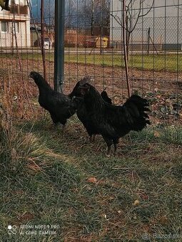 Ayam cemani