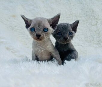 Devon Rex. Modré mačky na výber. Cena za jedného. z PP