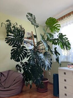 Monstera deliciosa cca 2,4 m