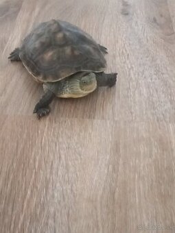 Predám korytnačku činsku