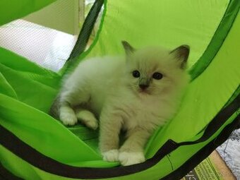 Ragdoll koťátka