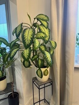 2x rastlina Dieffenbachia ‘Tropic’ – cca 100 cm – ⌀24 cm