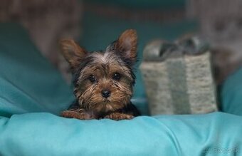 Yorkshirsky terier mini