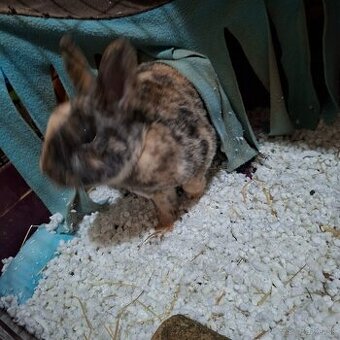 🐰 Darujem zakrslého zajačika s rodokmeňom 🐰