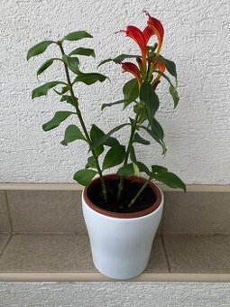 Eschynantus kvirnúca rastlina