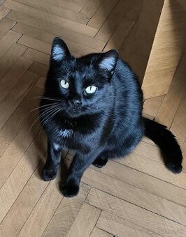 Darujeme krasnu mačičku