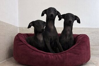 Talianske chrtíky, kis olasz agár (pp non FCI) - nie sms