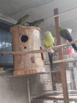 Predám rôzne druhy papagájov